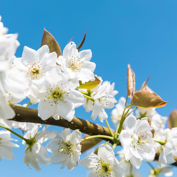 梨の花